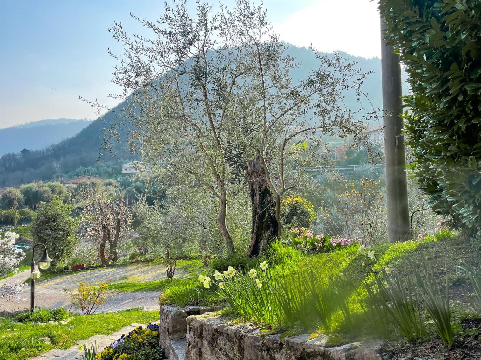 Breva Loft Tra Gli Ulivi Ed Il Lago Bellagio Eksteriør billede
